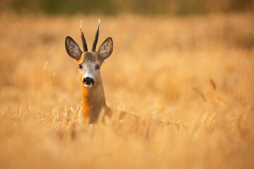 Roebuck - buck (Capreolus capreolus) Roe deer - goat

