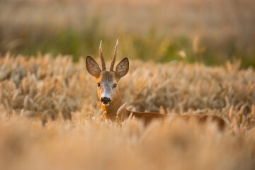 Roebuck - buck (Capreolus capreolus) Roe deer - goat
