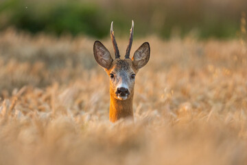 Roebuck - buck (Capreolus capreolus) Roe deer - goat
