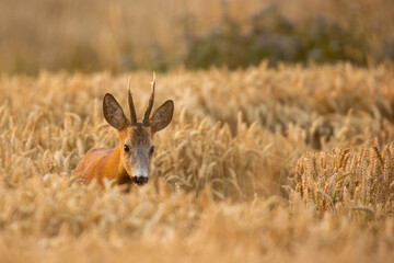 Roebuck - buck (Capreolus capreolus) Roe deer - goat
