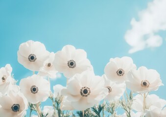 Delicate white flowers bloom against a bright blue sky, showcasing a serene and airy atmosphere.
