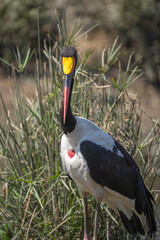Closeup of a male Saddle-billed Stork standing in the long grass in a pond, Kruger National Park. 