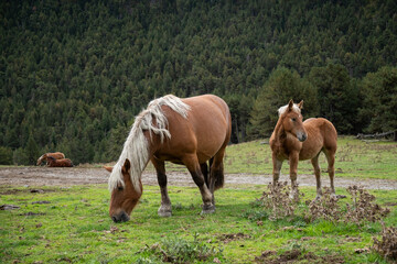 Fototapeta premium A mare and her light brown calf with blonde manes graze peacefully in the Aran Valley with a lush forest in the background. They are in the foothills of the Pyrenees mountains. Nature and freedom