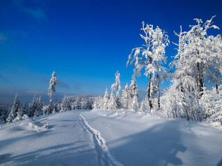 Sunny winter days and trees in the snow. White snow over the trees and deep blue sky
