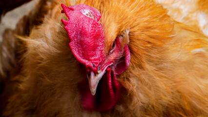 Extreme close up of Buff Orpington chickens in Folly Farm Children's Barn. Buff Orpingtons are very large, heavy, and fluffy chickens. They have a stocky build and a broad body with short legs 
