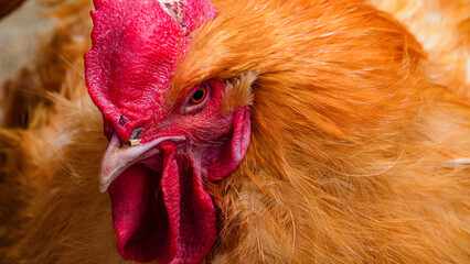 Extreme close up of Buff Orpington chickens in Folly Farm Children's Barn. Buff Orpingtons are very large, heavy, and fluffy chickens. They have a stocky build and a broad body with short legs 