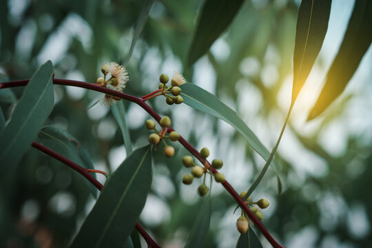 Eucalyptus gum nuts. branch eucalyptus tree nature background