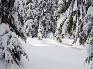 snow in the forest between trees © Nostromo Trykowski