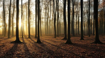 Fototapeta premium A serene forest scene at sunrise, with tall tree casting long shadows on a carpet of fallen leaves, leaf.