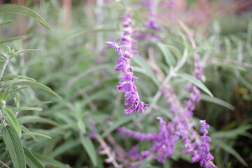 A Mexican bush sage plant with vibrant purple blossoms is in full bloom under the midday sun.