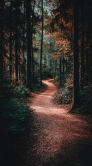 Naklejka premium Serene Forest Path Illuminated by Sunlight