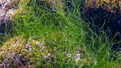 Black Sea - Underwater landscape, filamentous green algae Haetomorpha linum on rocks near the shore