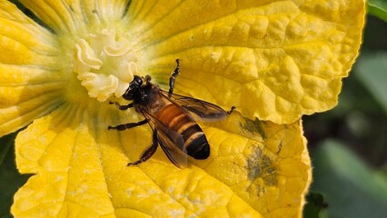 A small bee on the sponge gourd flower for pollination. Close image.