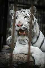 WHITE TIGER on a rock in zoo