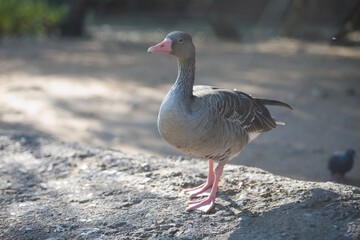 Beautiful gray geese on goose farm in village.