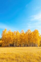 Vibrant autumn landscape with golden birch trees and a grassy field