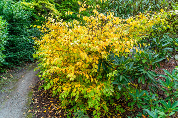 Kubota Gardens Colorful Leaves 3