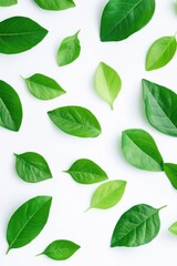 Vibrant green leaves on a white background