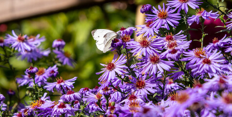 Pieris rapae cabbage white butterfly on aster dumosus blossoms