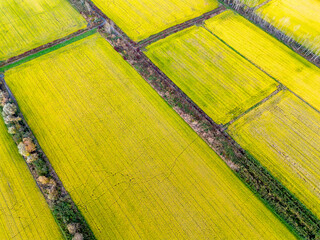 Pequenos campos de arroz separados por sebes vivas formando uma quadrícula. 