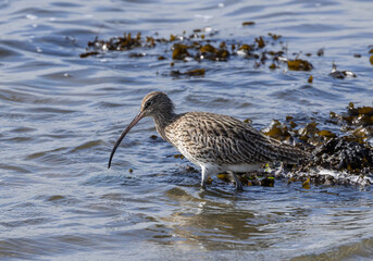 Common curlew - Numenius arquata