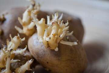 Old wrinkled sprouted potatoes on a wooden surface.