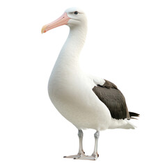 Elegant Albatross Standing Gracefully on a White Background