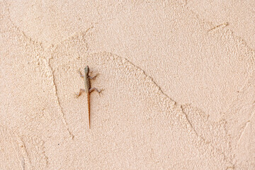 Small lizard resting on a textured beige wall with a sandy, rough surface. Copy space