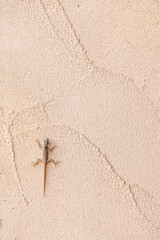 Small lizard resting on a textured beige wall with a sandy, rough surface. Copy space