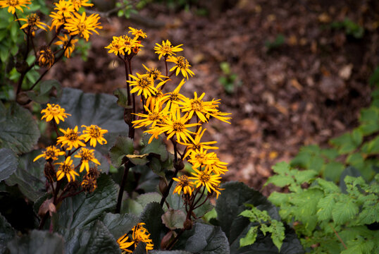 Ligularia dentata 'Britt Marie Crawford' blooms in a summer garden. Background, picturesque flowers close-up