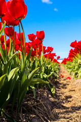 red tulips against sky