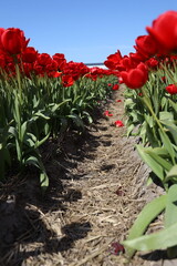 red tulips in the garden