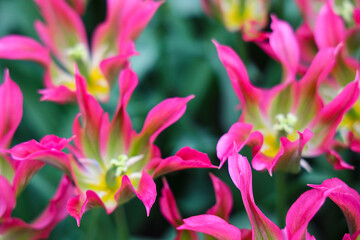 pink and yellow flowers
