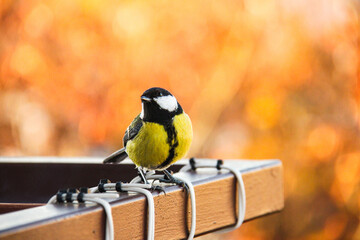 Piękny mały ptak  © Piotr