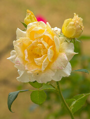 Kwiat róży. © Krzysztof