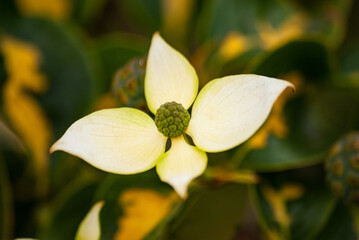 Close-up of a blossoming Japanese dogwood flower. White and green colors, blurred background