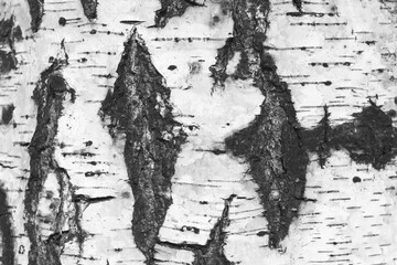 pattern of birch bark with black birch stripes