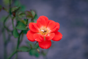 Fototapeta premium Beautiful coral rose in bloom with blurred background