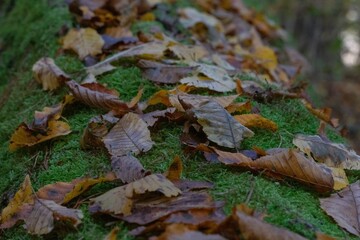 Herbst in Brandenburg 