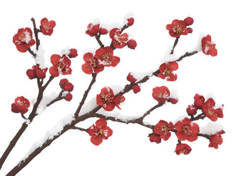 A branch of plum blossom with a little snow  isolated on transparent background.