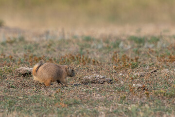Prairie Dog Small animal with a brown and white coat is standing in the grass