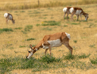 A group of Pronghorn Antelope is standing in a field of tall grass