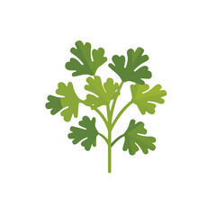 2D flat vector illustration cilantro icon isolated on a white background.

