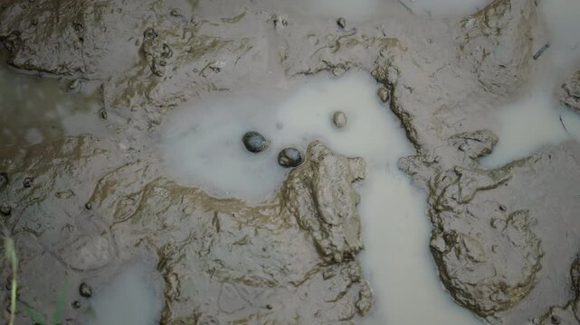 snails moving slowly on the surface of the water next to the mud and clay in vietnam