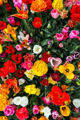 colorful tulips in the garden