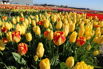 field of tulips