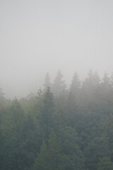 Moody fog over Pacific Northwest forest of pine trees on Mount Hood Oregon