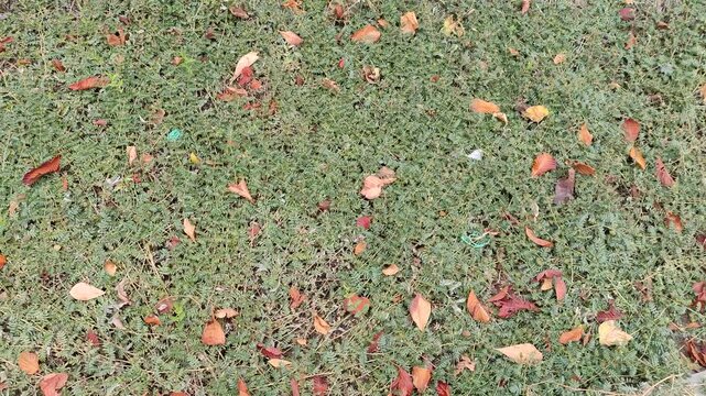 Thickets creeping branches of Tribulus terrestris. Weed pest on the land plot