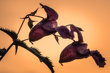 Close-up of purple flowers against a vibrant sunset sky