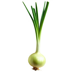 onion with top sprout isolated on transparent background